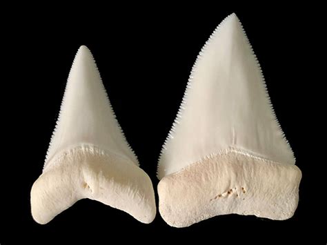 authentic shark teeth for sale.